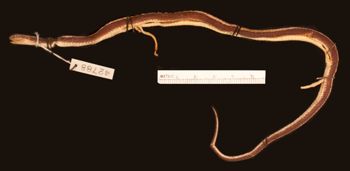 Media type: image;   Herpetology R-42788